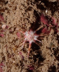 Echinoidea