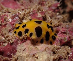 Phyllidia polkadotsa