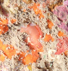 Hexabranchus