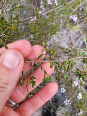 Pericalymma ellipticum