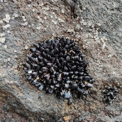 Xenostrobus neozelanicus