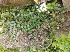 Asplenium flabellifolium