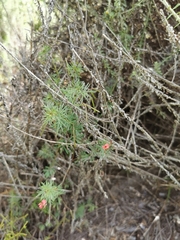 Indigofera verrucosa