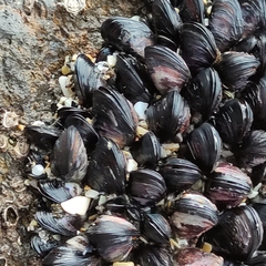 Xenostrobus neozelanicus