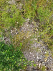 Pericalymma ellipticum