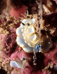 Ardeadoris tomsmithi