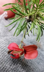 Indigofera verrucosa