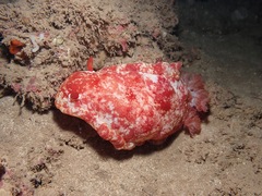 Hexabranchus