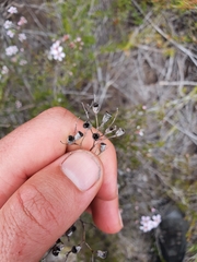 Pericalymma ellipticum