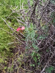 Indigofera verrucosa