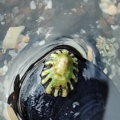Notoacmea scopulina