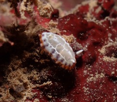 Goniobranchus decorus