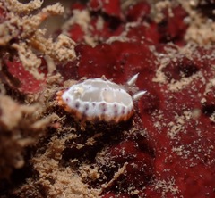 Goniobranchus decorus