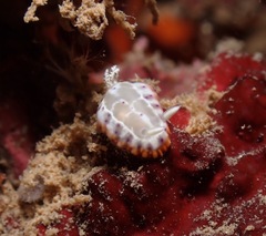 Goniobranchus decorus