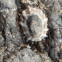 Cellana ornata