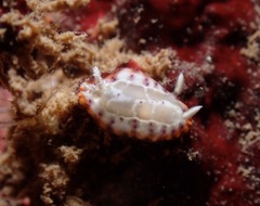 Goniobranchus decorus