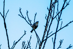 Zosterops lateralis lateralis