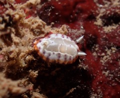 Goniobranchus decorus