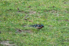 Fringilla coelebs gengleri