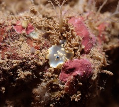Ardeadoris tomsmithi