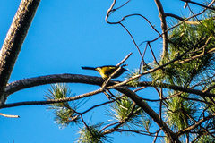 Anthornis melanura melanura