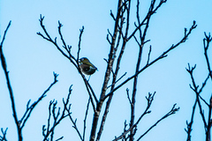 Zosterops lateralis lateralis