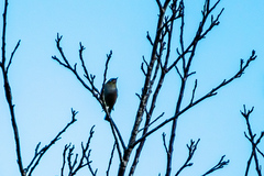 Zosterops lateralis lateralis