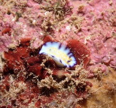 Hypselodoris imperialis