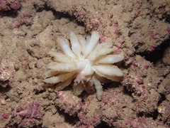 Sepioteuthis lessoniana
