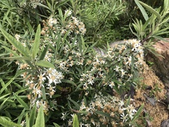 Olearia viscidula