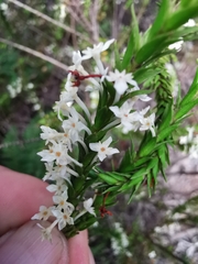 Struthiola hirsuta