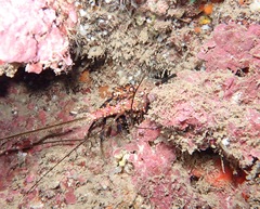 Panulirus marginatus