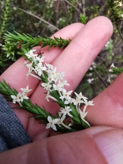 Struthiola hirsuta