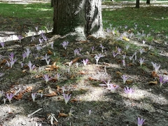Colchicum montanum