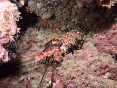 Panulirus marginatus