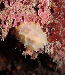 Halgerda terramtuentis