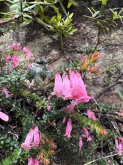 Epacris reclinata