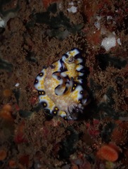 Hypselodoris imperialis