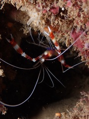 Stenopus hispidus
