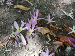 Colchicum montanum