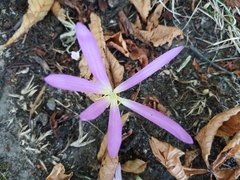 Colchicum montanum