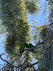 Glossopsitta concinna