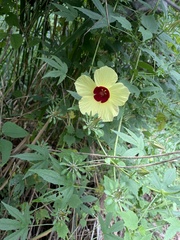 Hibiscus surattensis