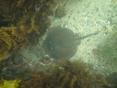 Trygonoptera imitata