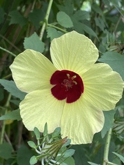 Hibiscus surattensis