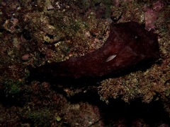 Dolabella auricularia