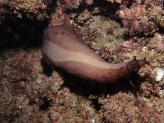 Dolabella auricularia