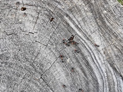 Crematogaster scutellaris