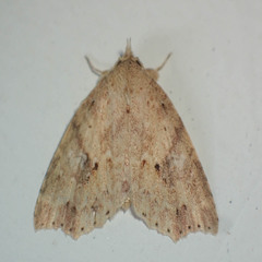 Olulis puncticinctalis