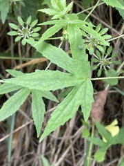 Hibiscus surattensis